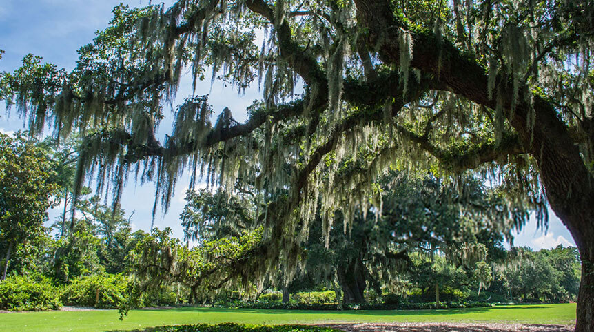 Grand oak trees with Spanish moss in garden